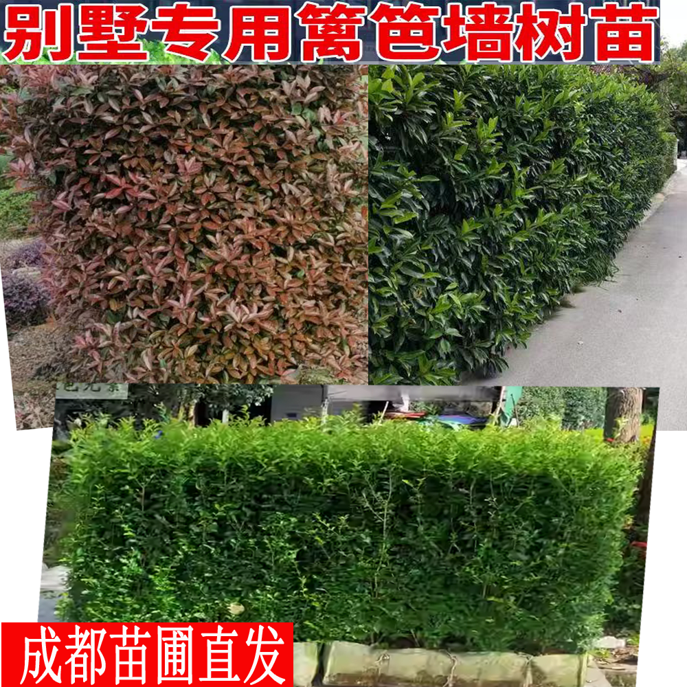 成都户外庭院植物绿篱围栏植物墙北海道黄杨四季常绿好养花园绿植