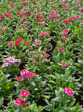四季草花石竹花绿化花卉