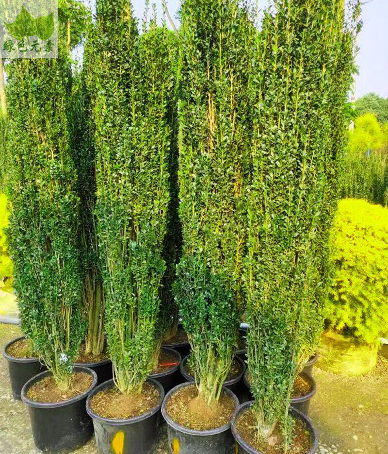 成都直立冬青围栏绿篱盆栽苗四季常绿直杆花园造型修剪植物耐寒