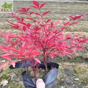 成都户外绿植销售火红南天竹绿化工程苗木室外花园绿化景观地被花