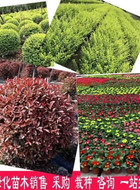 四川绿化苗木销售乔木地被植物草花花镜植物代售园林绿化苗木咨询