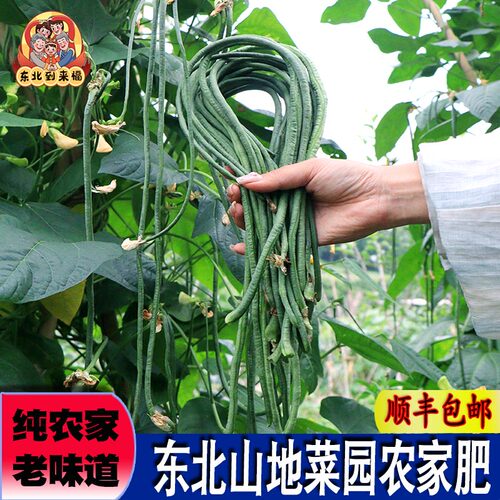 到来福东北露天豇豆角无农残