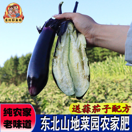 东北紫把茄子新鲜东北黑长小茄子农家自种龙江当季新鲜蔬菜蒜茄子