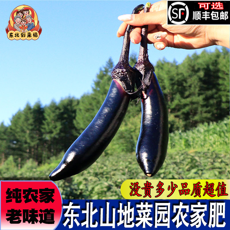 茄子新鲜蔬菜到来福农家笨种