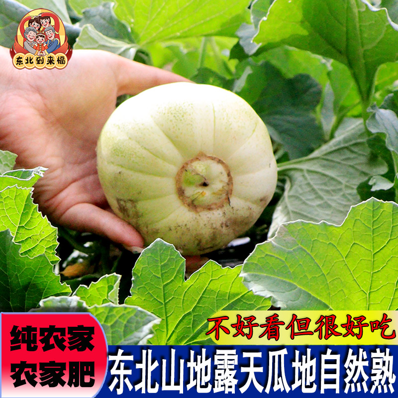 香瓜东北山地打的甜瓜老品种坏果包赔