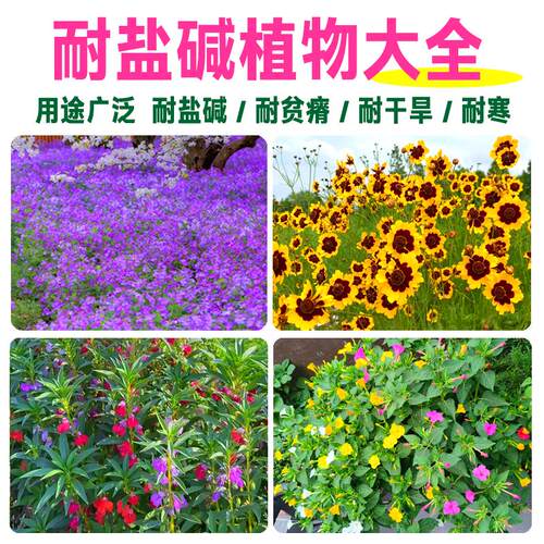 耐盐碱花卉种子波斯菊二月兰道路