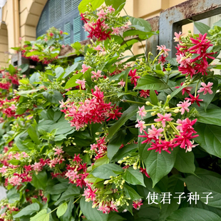 使君子种子史君子种籽舀求子四君子爬藤植物阳台盆栽攀爬花卉药材