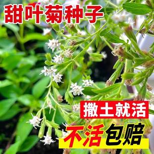 甜叶菊种子甜菊香草 甜菊叶花草茶 阳台花卉四季播种蔬菜种籽