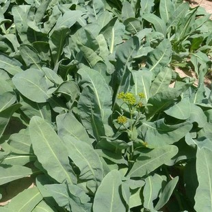 板蓝根种子籽大青叶药材野菜春夏秋冬四季播阳台盆栽食用蔬菜种孑