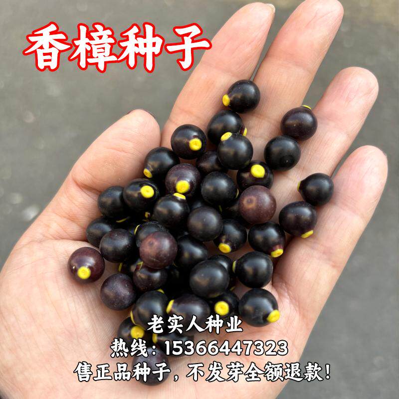 新采香樟种子大叶香樟小叶香樟籽绿化行道樟树种子四季青树种包邮