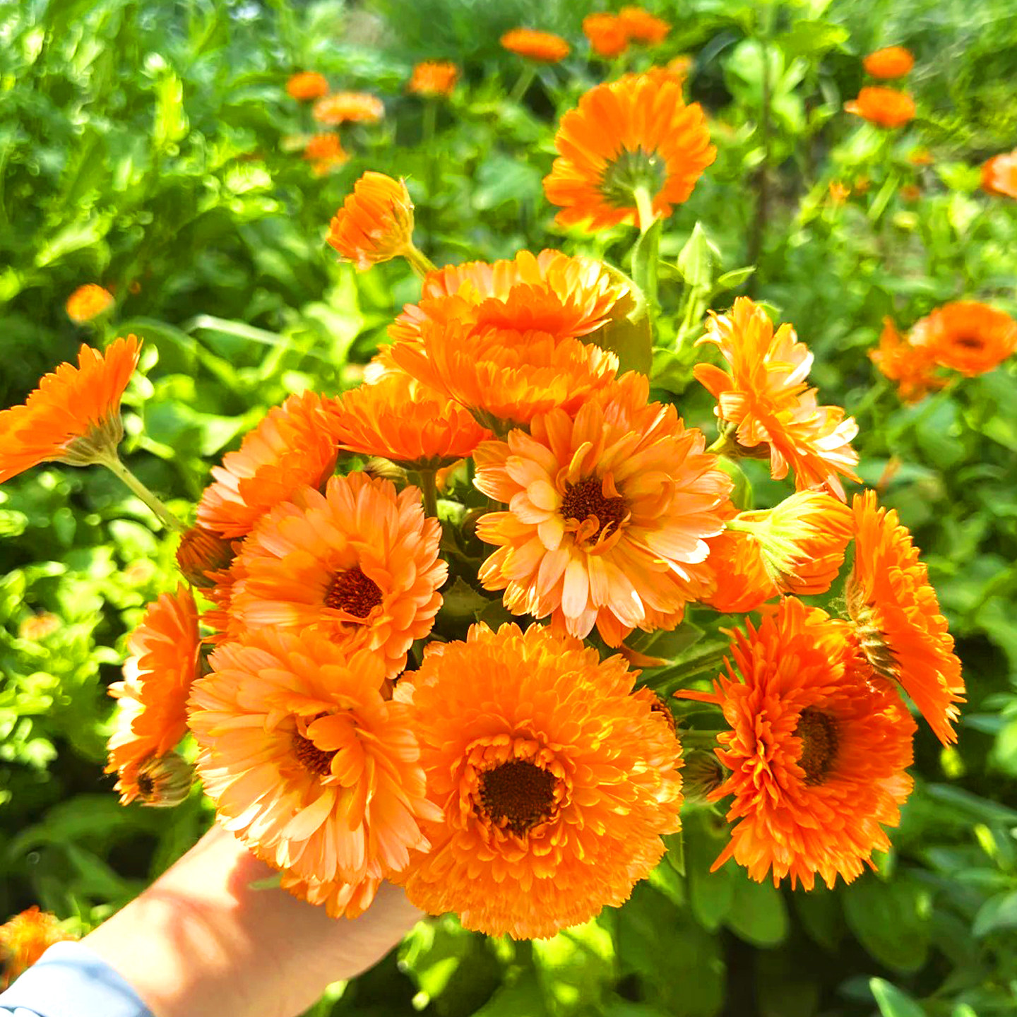 金盏菊种子泡茶食用醒酒花种籽宿根耐阴金盏花种籽子四季播种开花