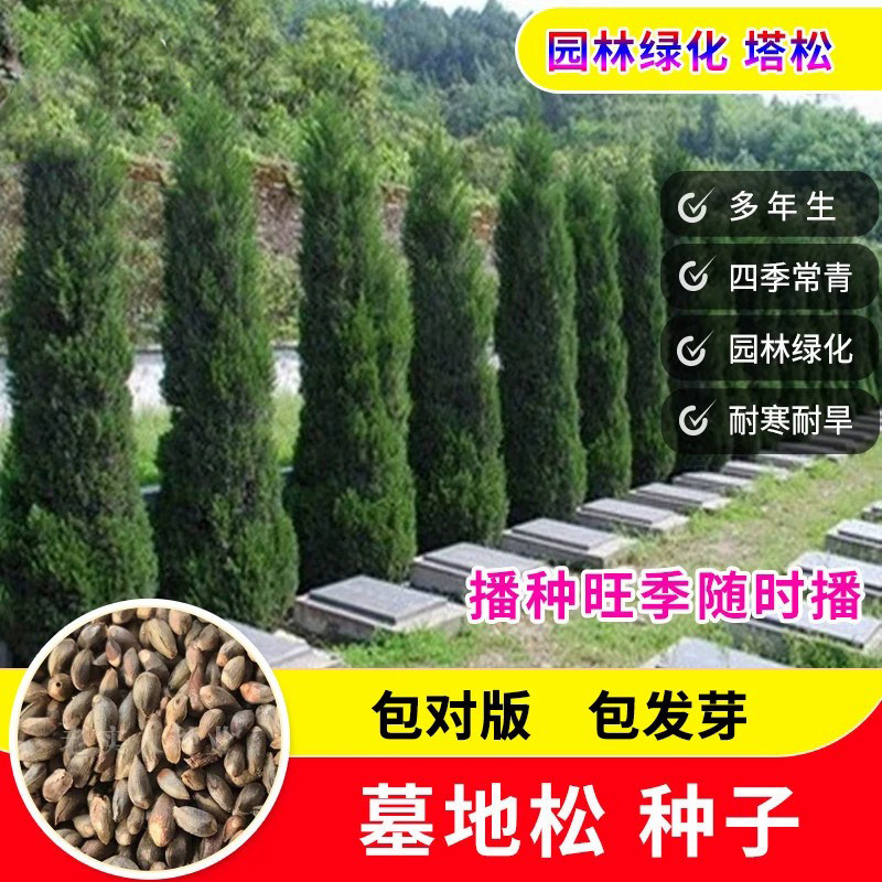柏树种子塔柏种籽侧柏桧柏龙柏墓地种植松树种子圆柏洒金柏籽包邮