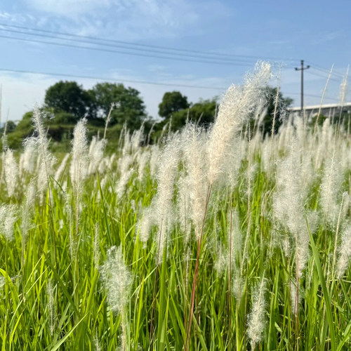 野生白茅草种子春季播易发芽