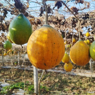 吊瓜子瓜蒌种子 天花粉栝楼吊瓜祛痰材糖瓜蒌瓜种籽