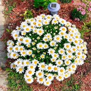 白晶菊种子盆栽庭院盆栽小雏菊白菊花种籽子四季播种开花耐寒花籽