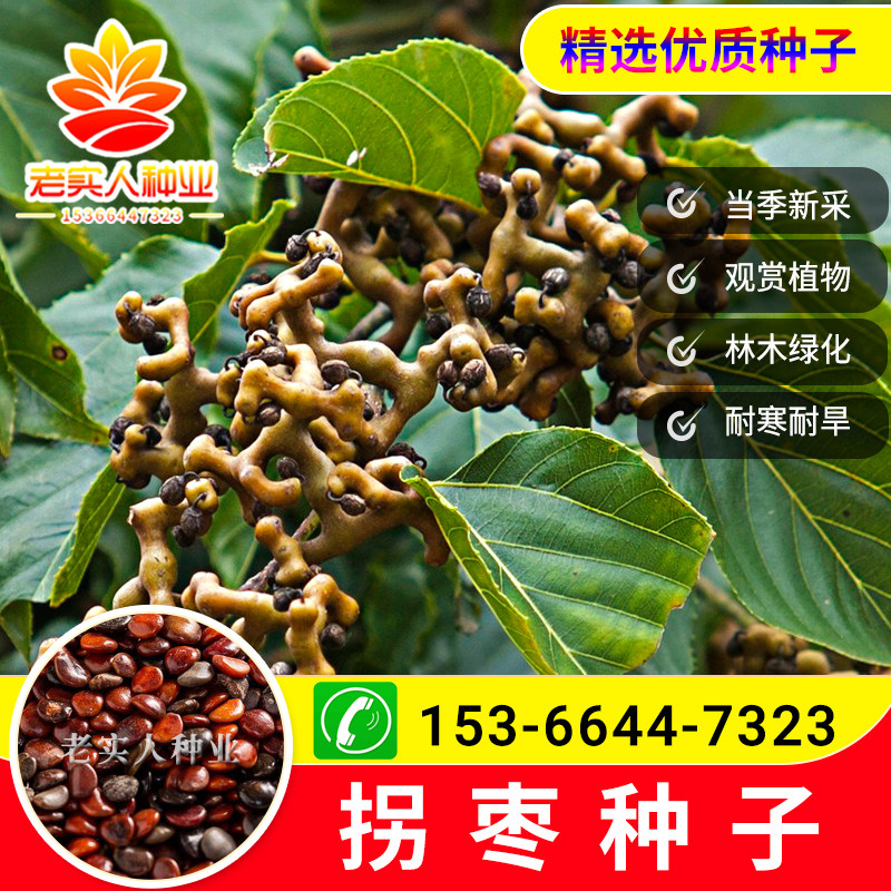 拐枣种子庭院万寿果种籽万子梨鸡爪连金钩梨拐枣儿鸡爪子龙爪果树