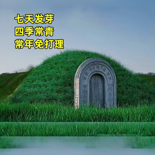 草籽坟头绿化狗牙根籽多年生长镰草籽坟地清草籽多年生明四季常青