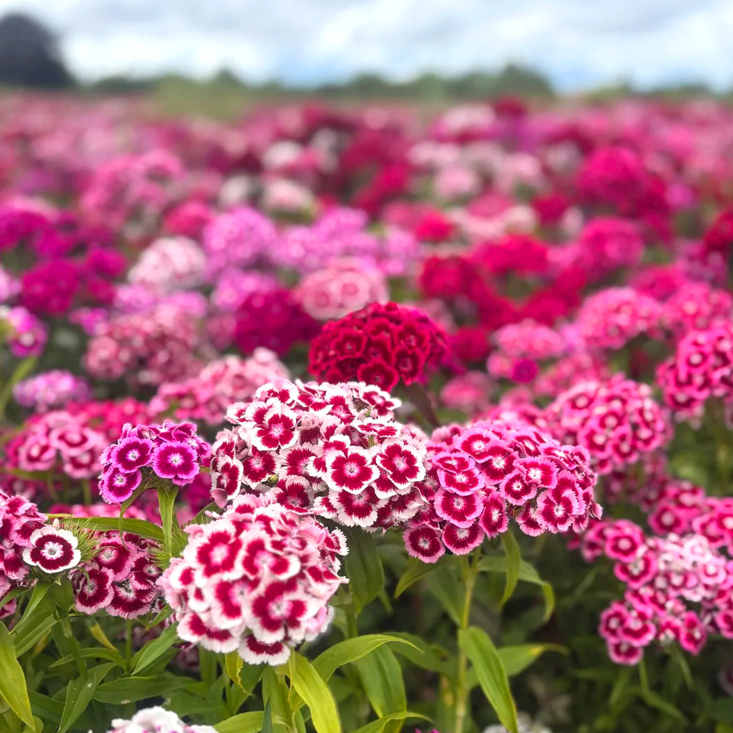 美国石竹种子锦团须苞洛阳花籽多年生花坛盆栽阳台春秋季播可切花