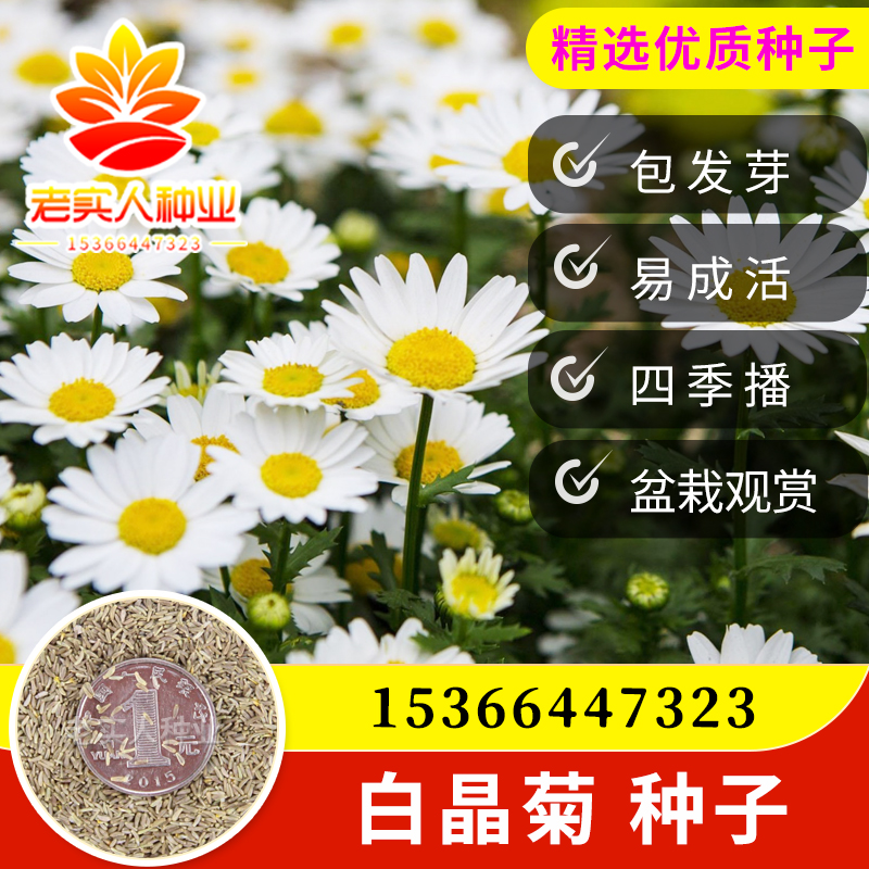 白晶菊花种子四季开花易活花种籽子庭院室外花籽阳台盆栽耐寒耐阴