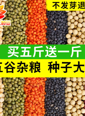 五谷杂粮花豇豆种子绿豆荞麦种籽
