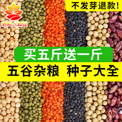 五谷杂粮花豇豆种子绿豆荞麦种籽