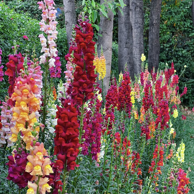 金鱼草花种子耐寒耐阴易活盆栽