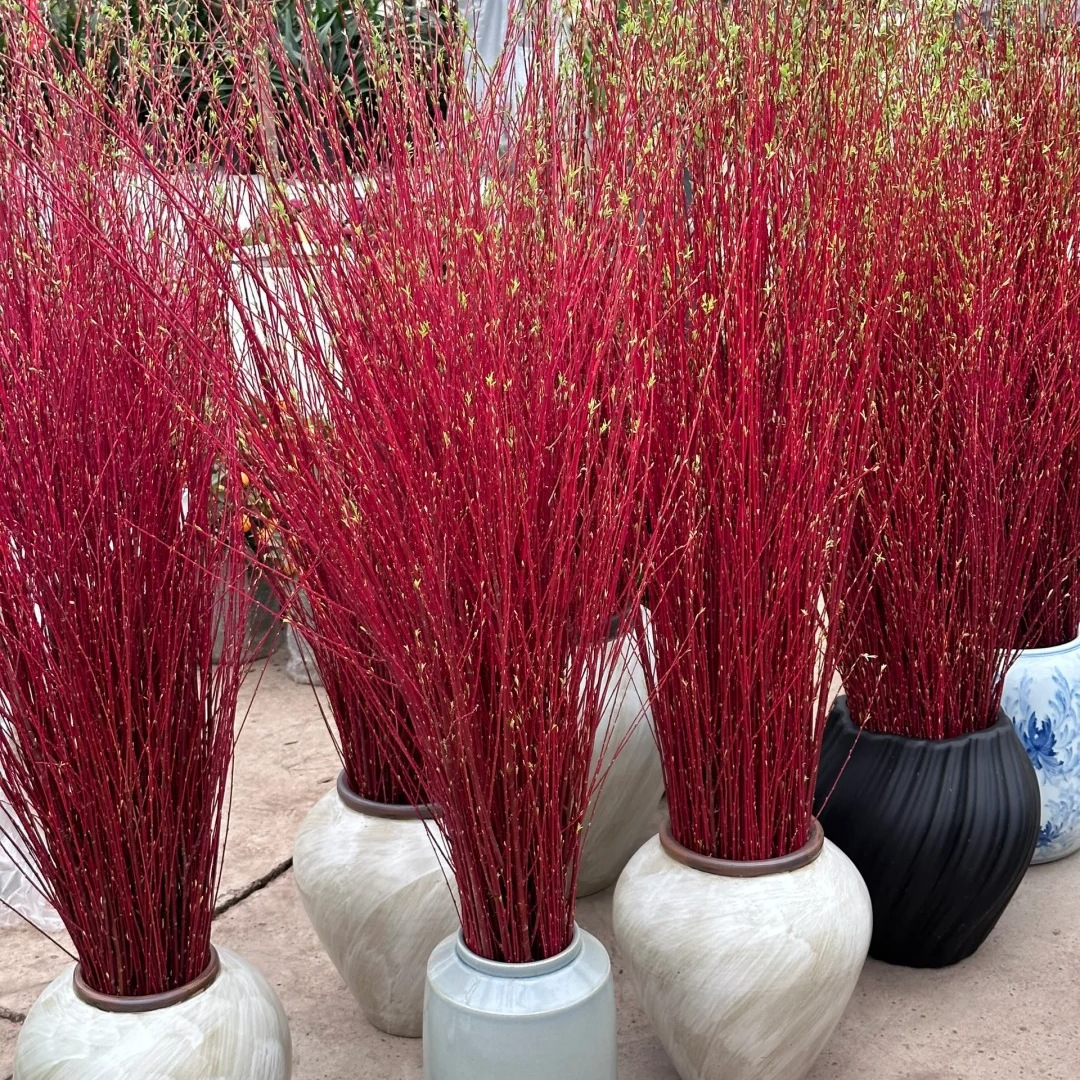 红瑞木种子凉子木种籽四季种植易成活庭院景观道路观赏绿化植物苗