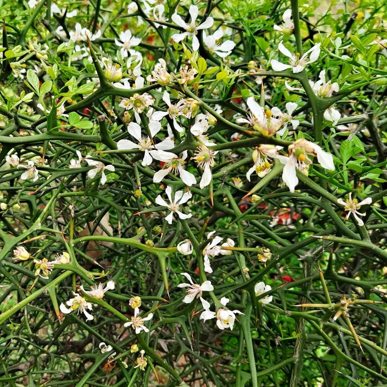 新货铁篱笆种子也叫枸橘枳壳刺树围墙荆棘带刺树可做嫁接砧木