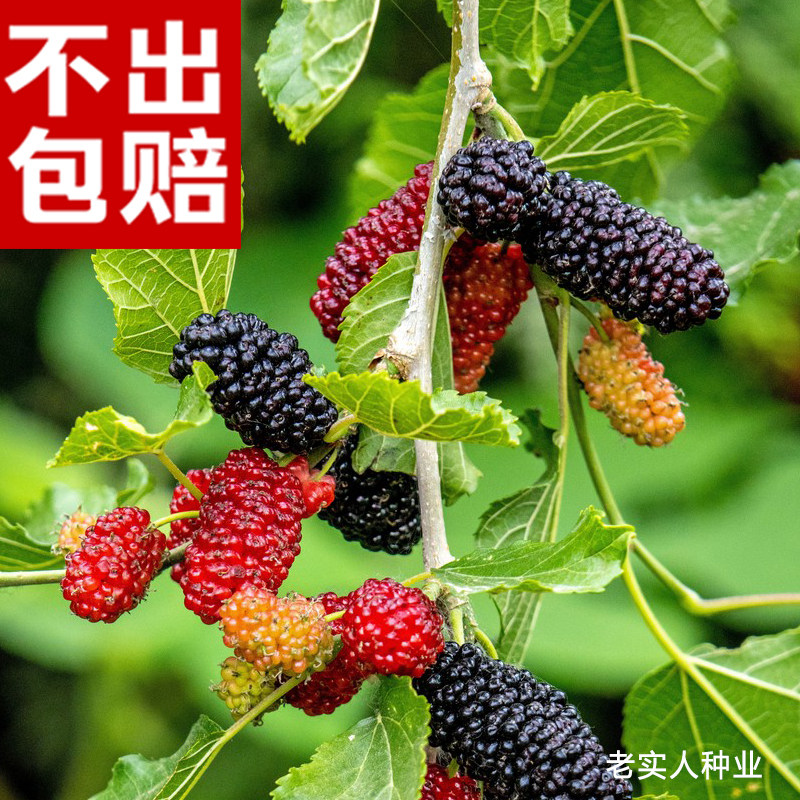 桑树种子食用大叶桑树净籽桑葚强农桑蚕桑野生果桑叶可做蚕饲料