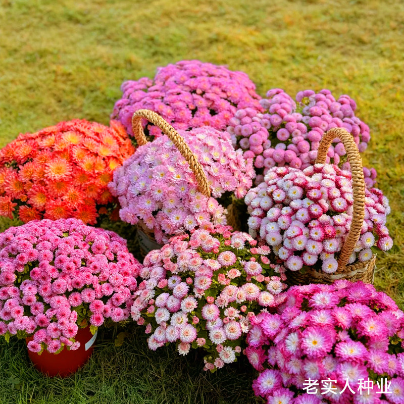 四季开花易爆盆室内外小雏菊花卉图片