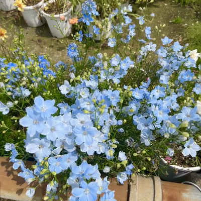 小花飞燕草花种子四季播种开花易活阳台庭院盆栽花卉种子花籽种籽