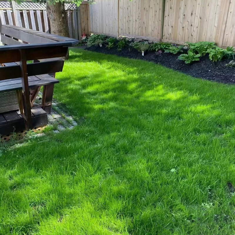 地毯草种子高档草坪种子庭院别墅绿化草籽草种子耐践踏四季常青