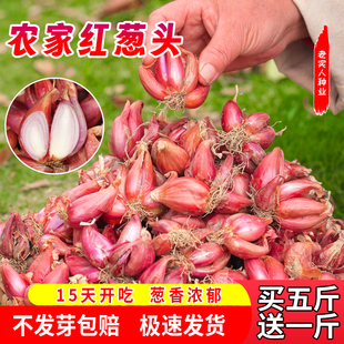 精选头茬红葱头可种可食可熬油干葱头火葱新鲜小香葱熬葱油特香籽