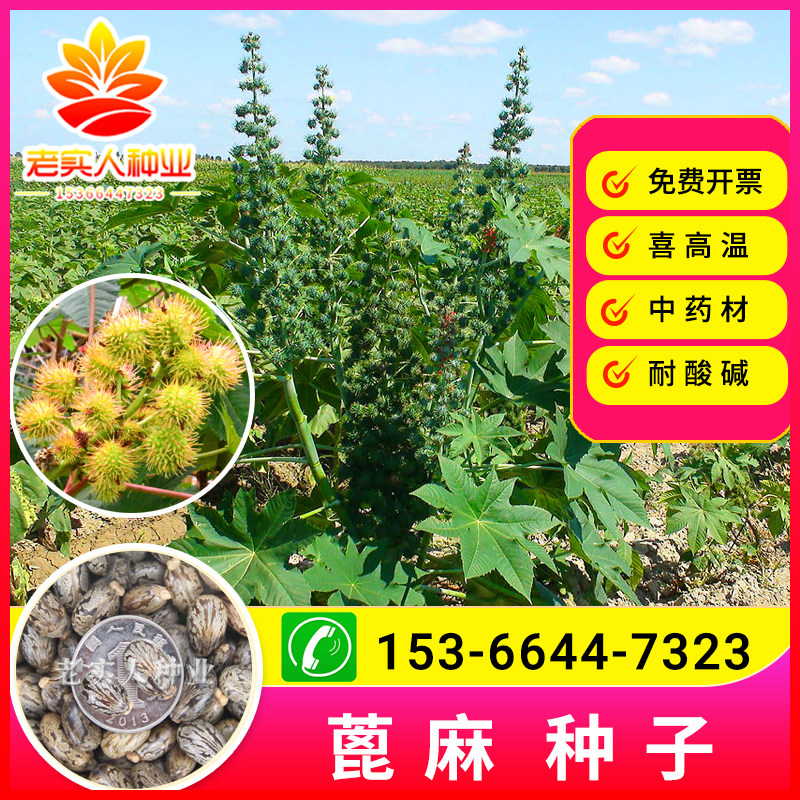 蓖麻种子穗大高产草麻籽种子中药材种子庭院园区观赏花种子饱满