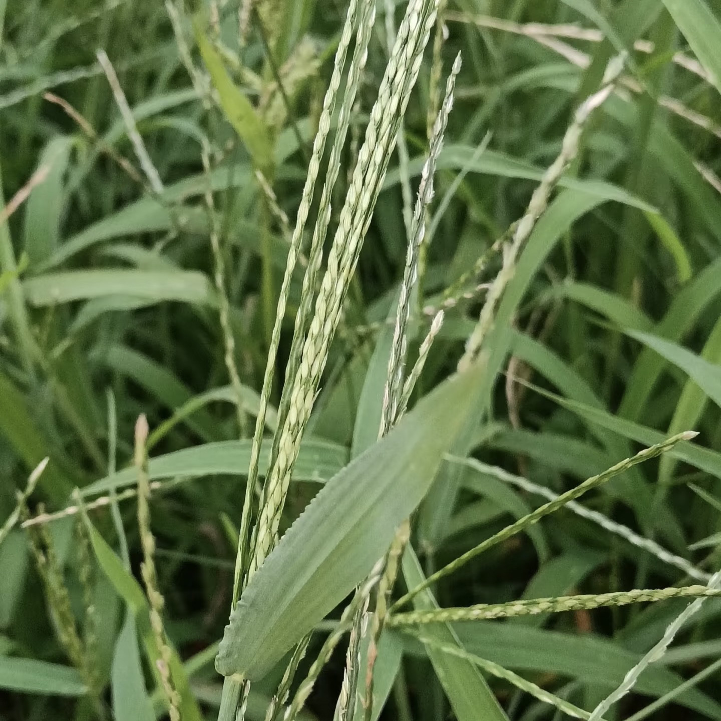 马塘种子马边草燕尾草铁马鞭梢蜻蜓牛筋草草龙芽草凤颈草籽多年生