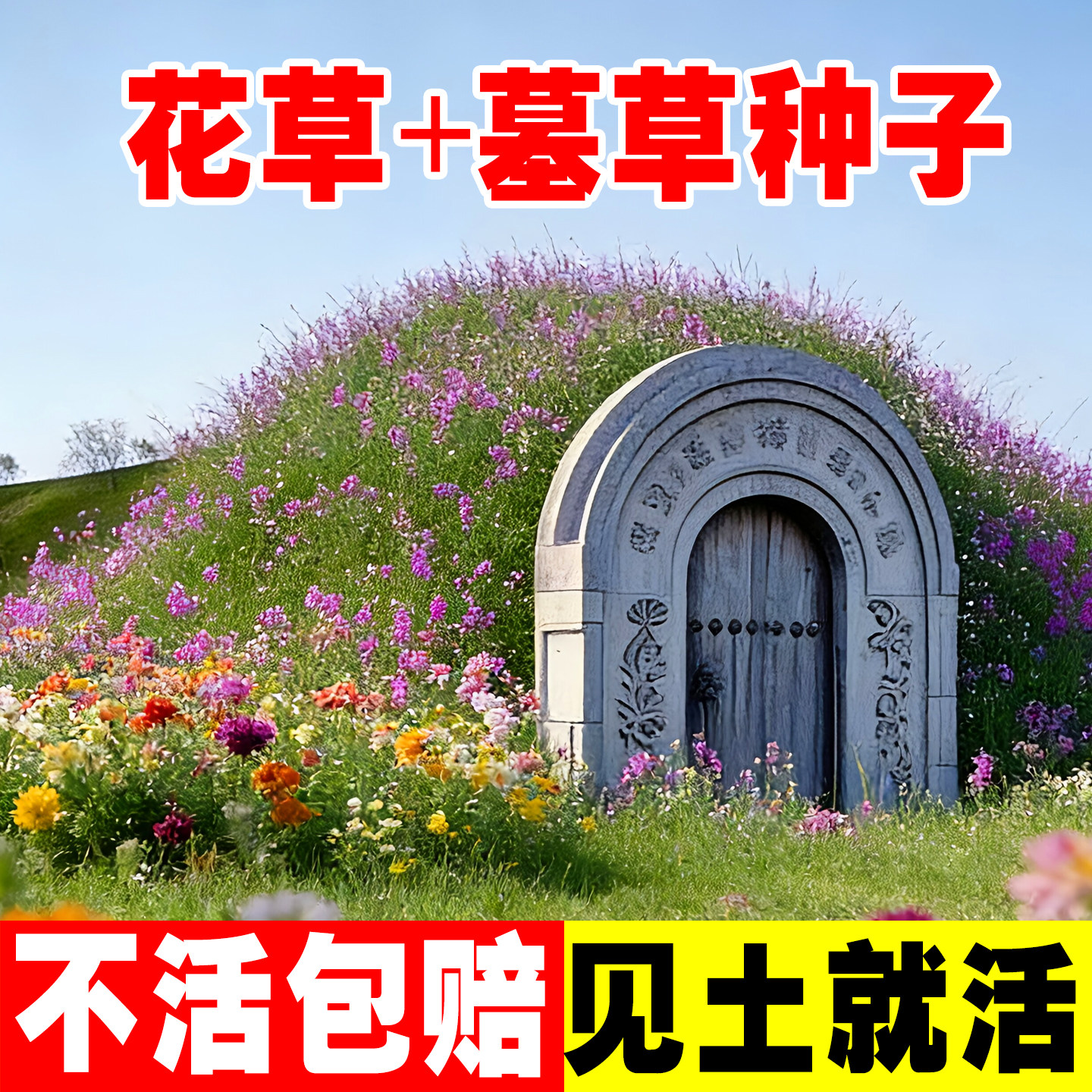 坟头草籽子绿化多年生坟地草籽四季开花长镰草籽生明四季常青