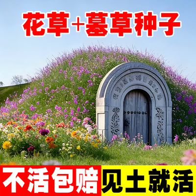 坟头草籽子四季常青易活四季开花