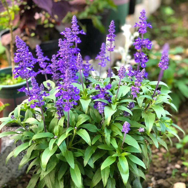 蓝花鼠尾草种子芳香植物一串蓝多年生耐寒春秋播四季易活花籽盆栽