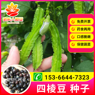 四棱豆种子龙豆四角豆皇帝豆种籽保健蔬菜菜豆角四季庭院盆栽种籽