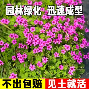 红花酢浆草种球子紫叶炸酱草三叶草种子庭院花坛多年生四季开花苗