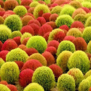 红地肤种子绿地肤扫帚草花籽阳台盆栽植庭院植物观叶花卉花种籽子