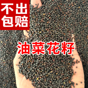 油菜花种籽子观赏油菜花种子道路景观高产矮杆榨油四季 花种子