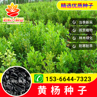 小叶瓜子黄杨种子种籽卫矛种子万年青金边黄杨种籽围栏篱笆树种子