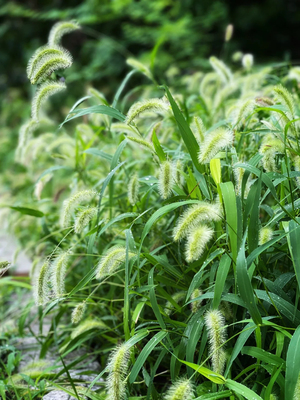 狗尾巴草籽种子护坡覆绿荒山牧草