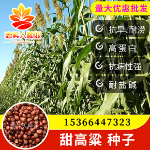 甜高粱籽牧草种籽黑麦草鱼草种子养殖喂鸡鸭鹅牛草羊草种籽包邮