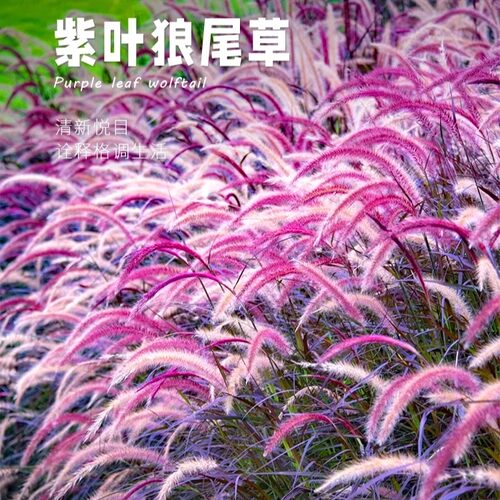 狼尾草籽种子荒山地覆绿复牧草型狗尾巴草籽紫穗狼尾草籽护坡观赏 - 封面