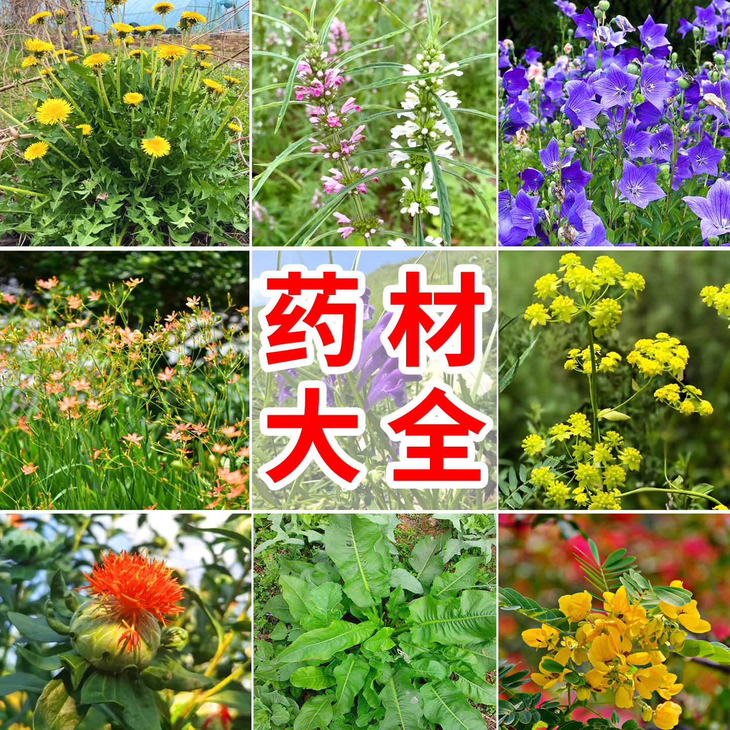 中药材蒲公英种子板蓝根桔梗党参黄芩柴胡白术黄芪红花射干大黄