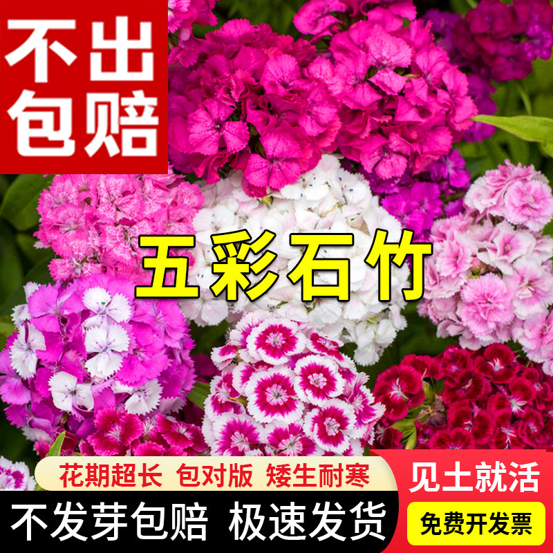 石竹花种籽子孑五彩常夏石竹美国矮生耐寒宿根花四季开花须苞石竹