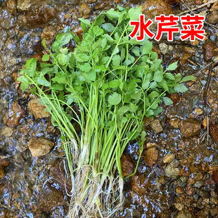 水生蔬菜种子水芹菜种子 水芹种子四季播种无土栽培蔬菜种子包邮
