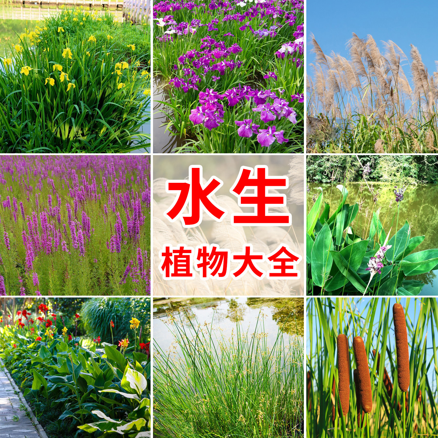 水生植物花卉美人蕉种子黄菖蒲香蒲再力花鸢尾花籽芦苇千屈菜种籽
